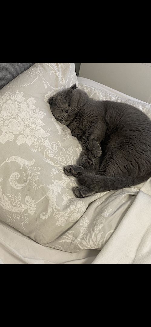 Dringend! Zuhause gesucht für unsere beiden Katzen