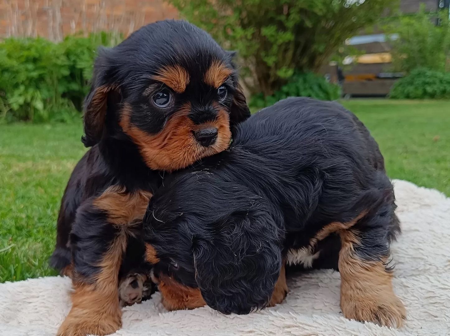Traumhafte Cavalier King Charles Spaniel Traumhafte Cavalier King Charles Spaniel
