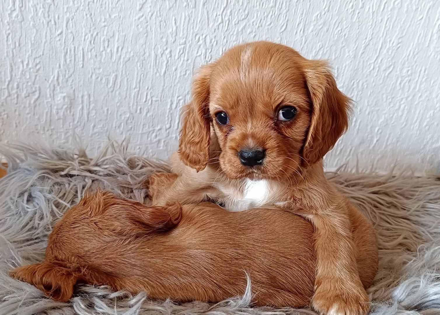 Traumhafte Cavalier King Charles Spaniel Traumhafte Cavalier King Charles Spaniel