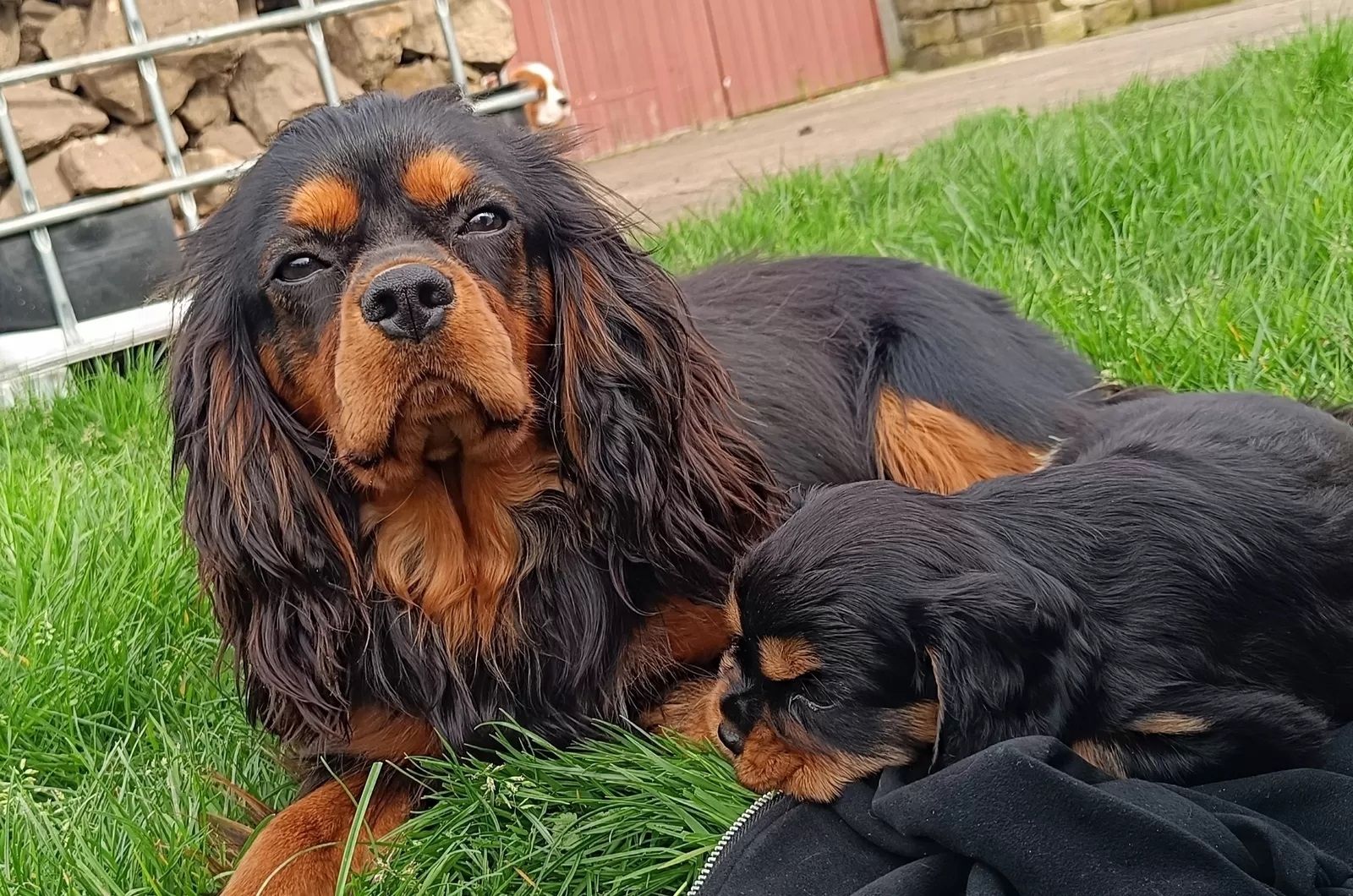 Traumhafte Cavalier King Charles Spaniel Traumhafte Cavalier King Charles Spaniel