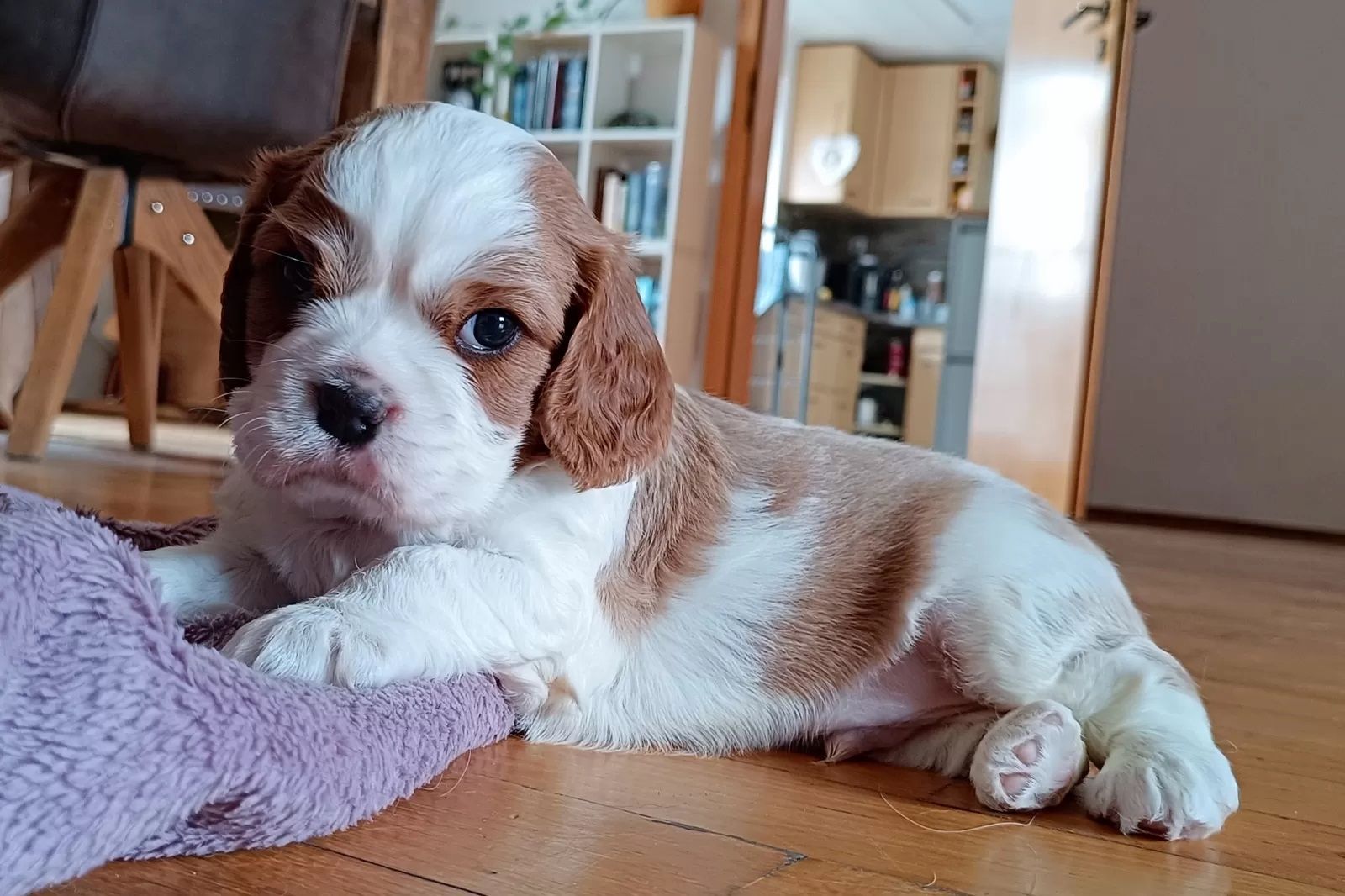 Traumhafte Cavalier King Charles Spaniel Traumhafte Cavalier King Charles Spaniel