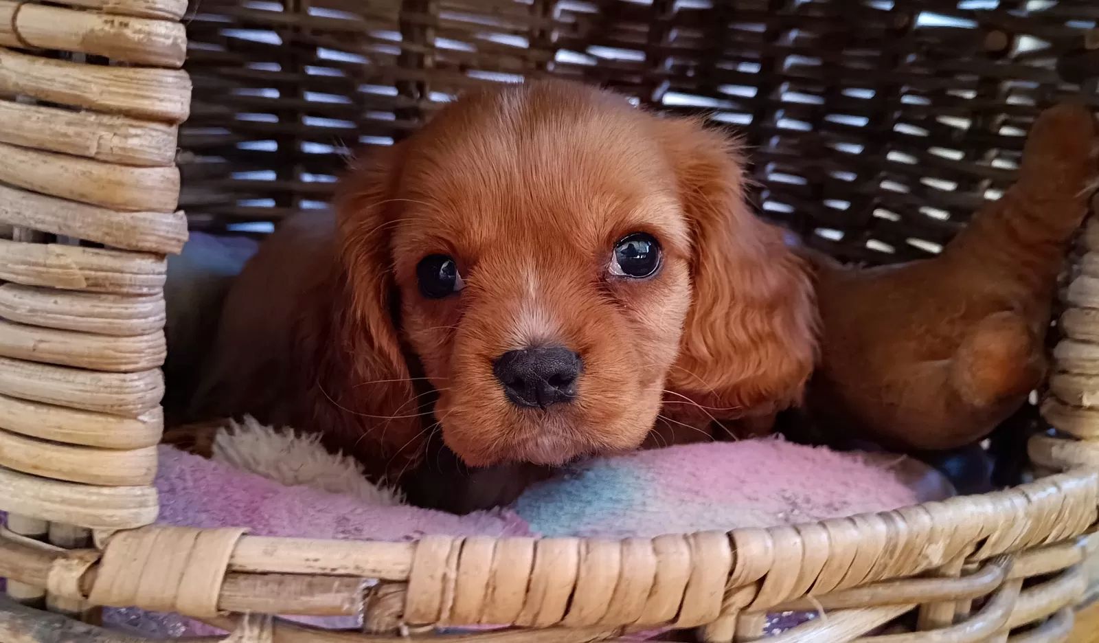 Traumhafte Cavalier King Charles Spaniel Traumhafte Cavalier King Charles Spaniel