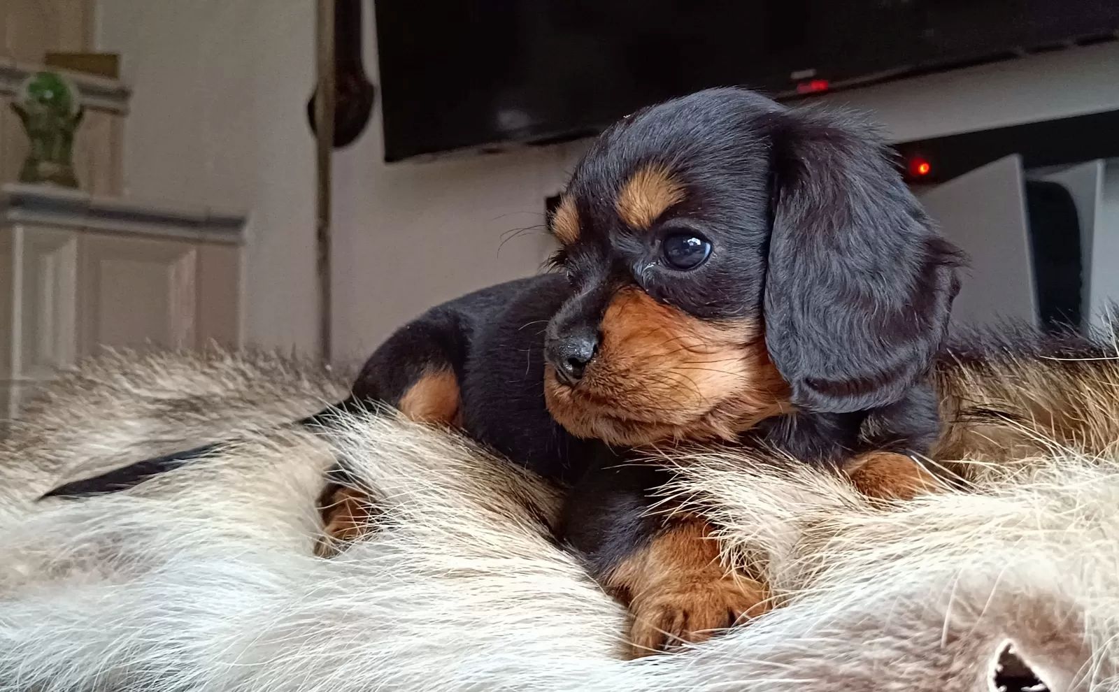 Traumhafte Cavalier King Charles Spaniel Traumhafte Cavalier King Charles Spaniel