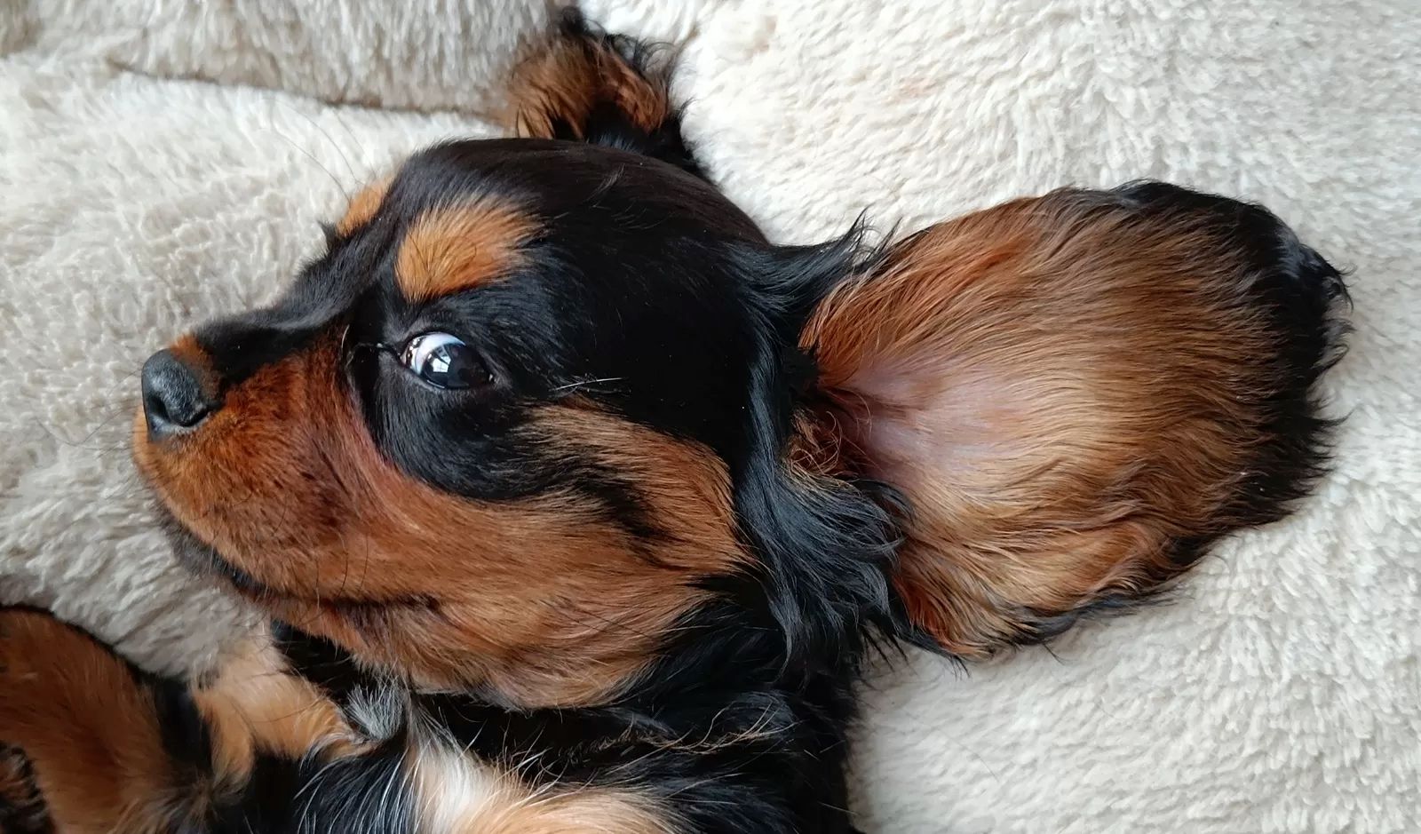 Traumhafte Cavalier King Charles Spaniel Traumhafte Cavalier King Charles Spaniel