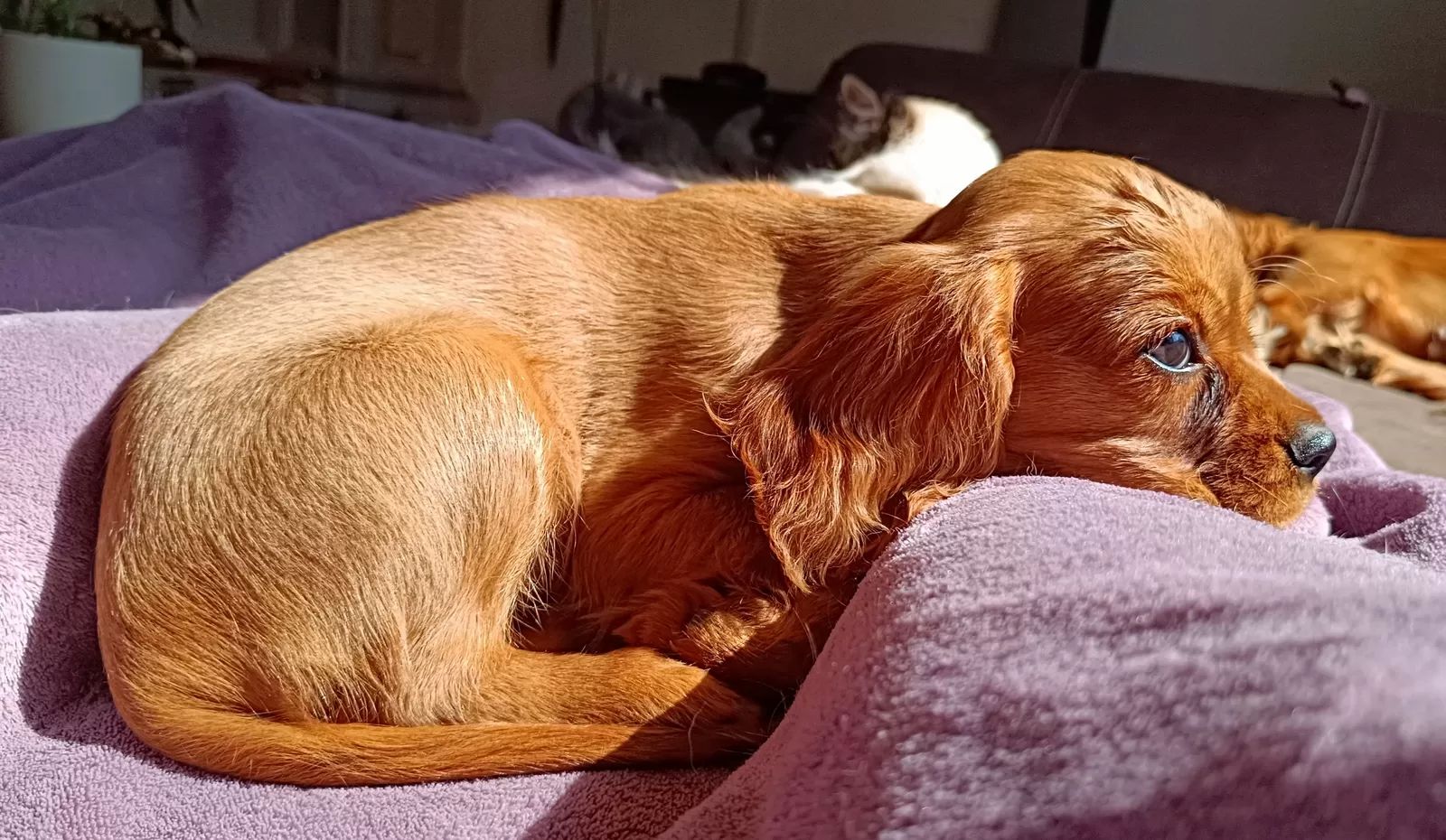 Traumhafte Cavalier King Charles Spaniel Traumhafte Cavalier King Charles Spaniel