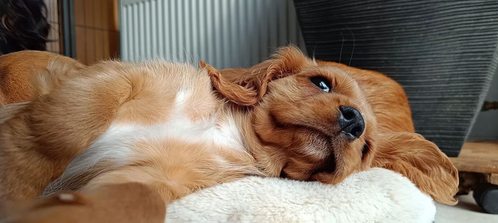 Traumhafte Cavalier King Charles Spaniel Traumhafte Cavalier King Charles Spaniel