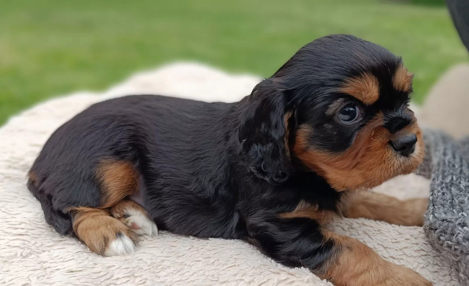 Traumhafte Cavalier King Charles Spaniel Traumhafte Cavalier King Charles Spaniel