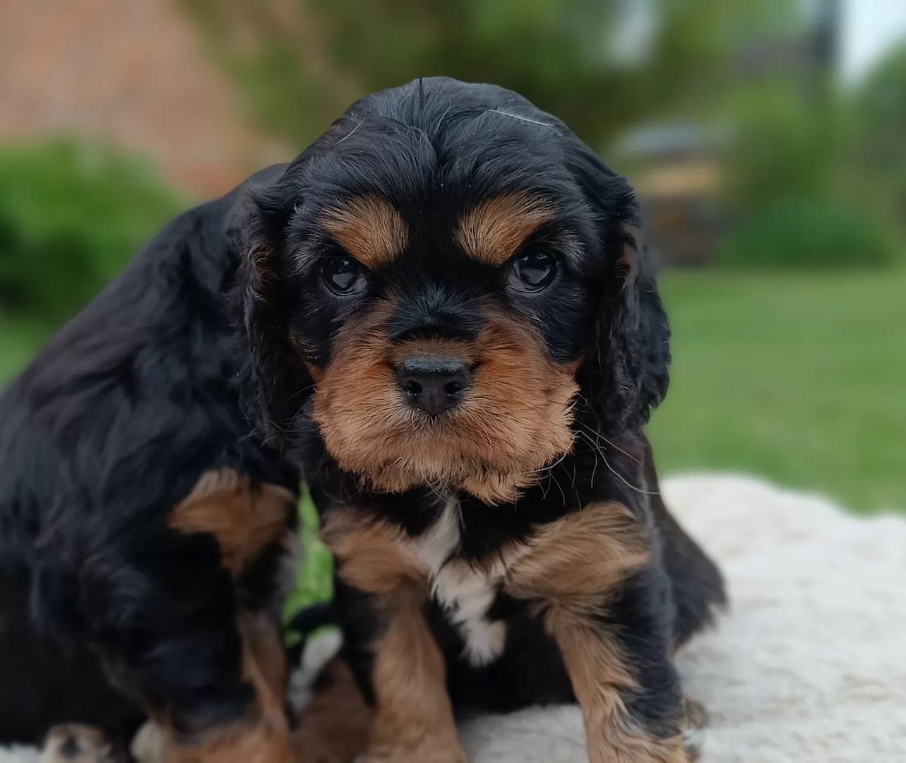 Traumhafte Cavalier King Charles Spaniel Traumhafte Cavalier King Charles Spaniel