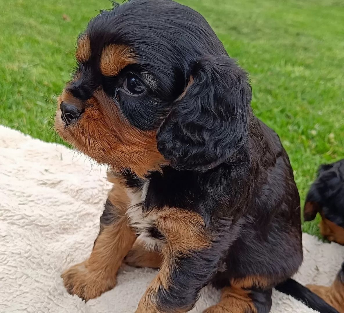 Traumhafte Cavalier King Charles Spaniel Traumhafte Cavalier King Charles Spaniel