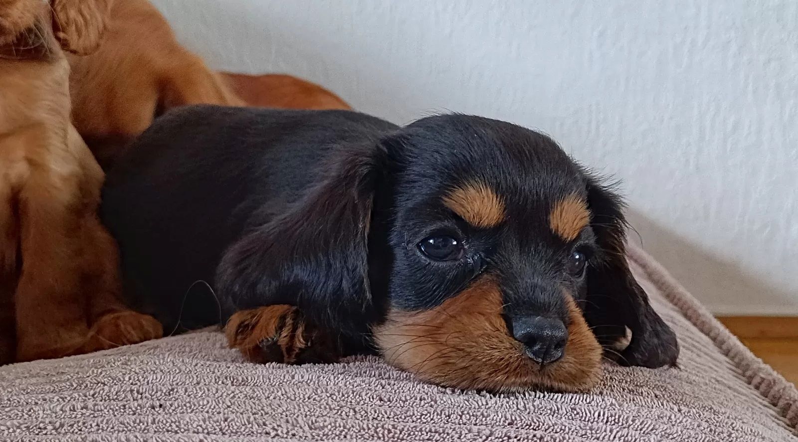 Traumhafte Cavalier King Charles Spaniel Traumhafte Cavalier King Charles Spaniel