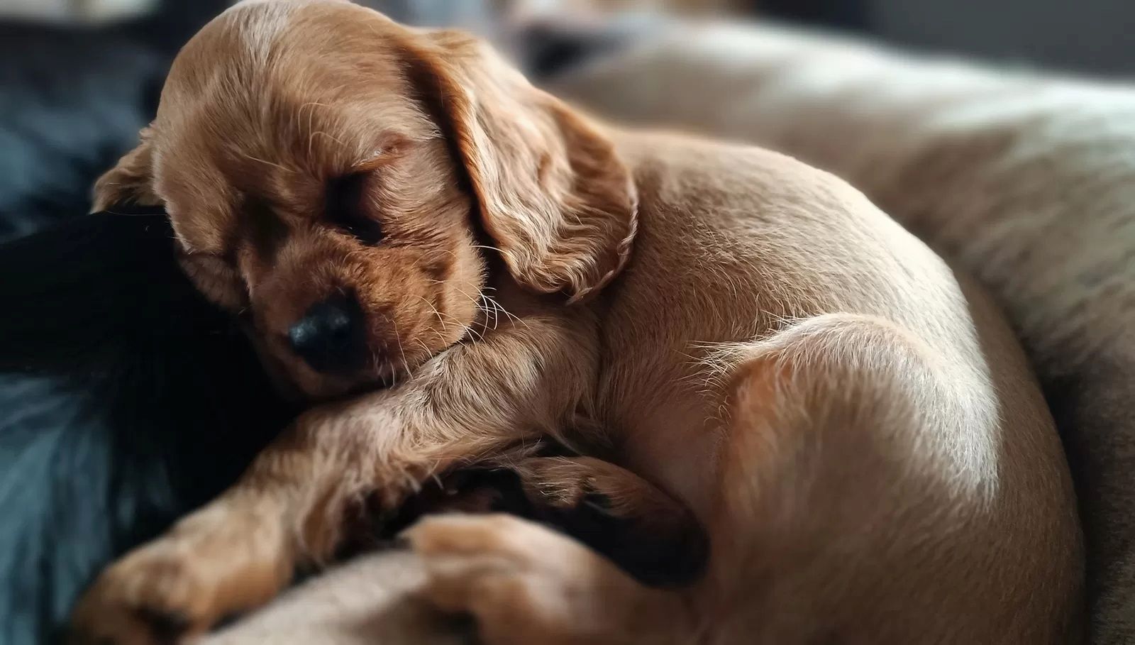 Traumhafte Cavalier King Charles Spaniel Traumhafte Cavalier King Charles Spaniel