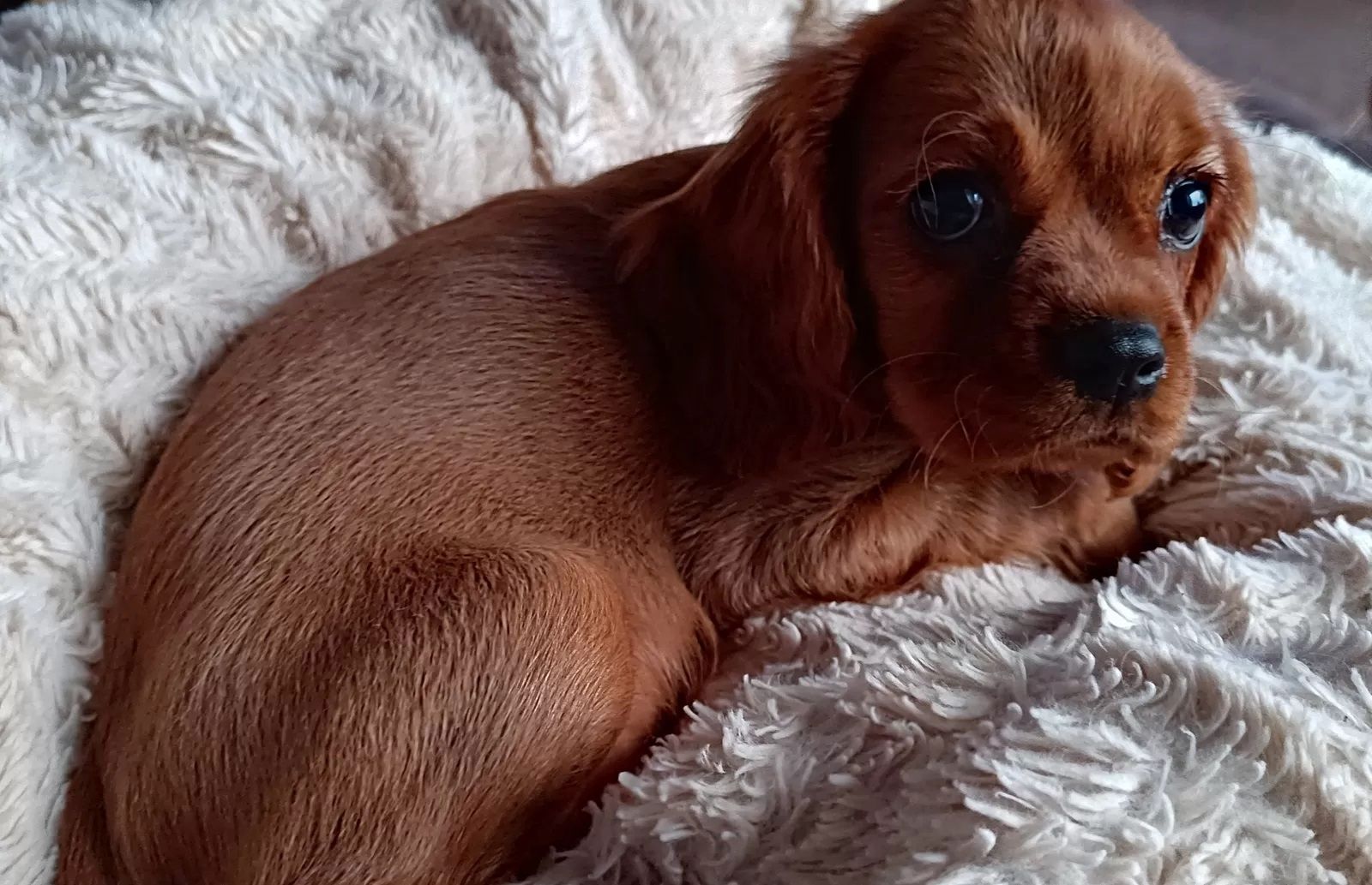Traumhafte Cavalier King Charles Spaniel Traumhafte Cavalier King Charles Spaniel