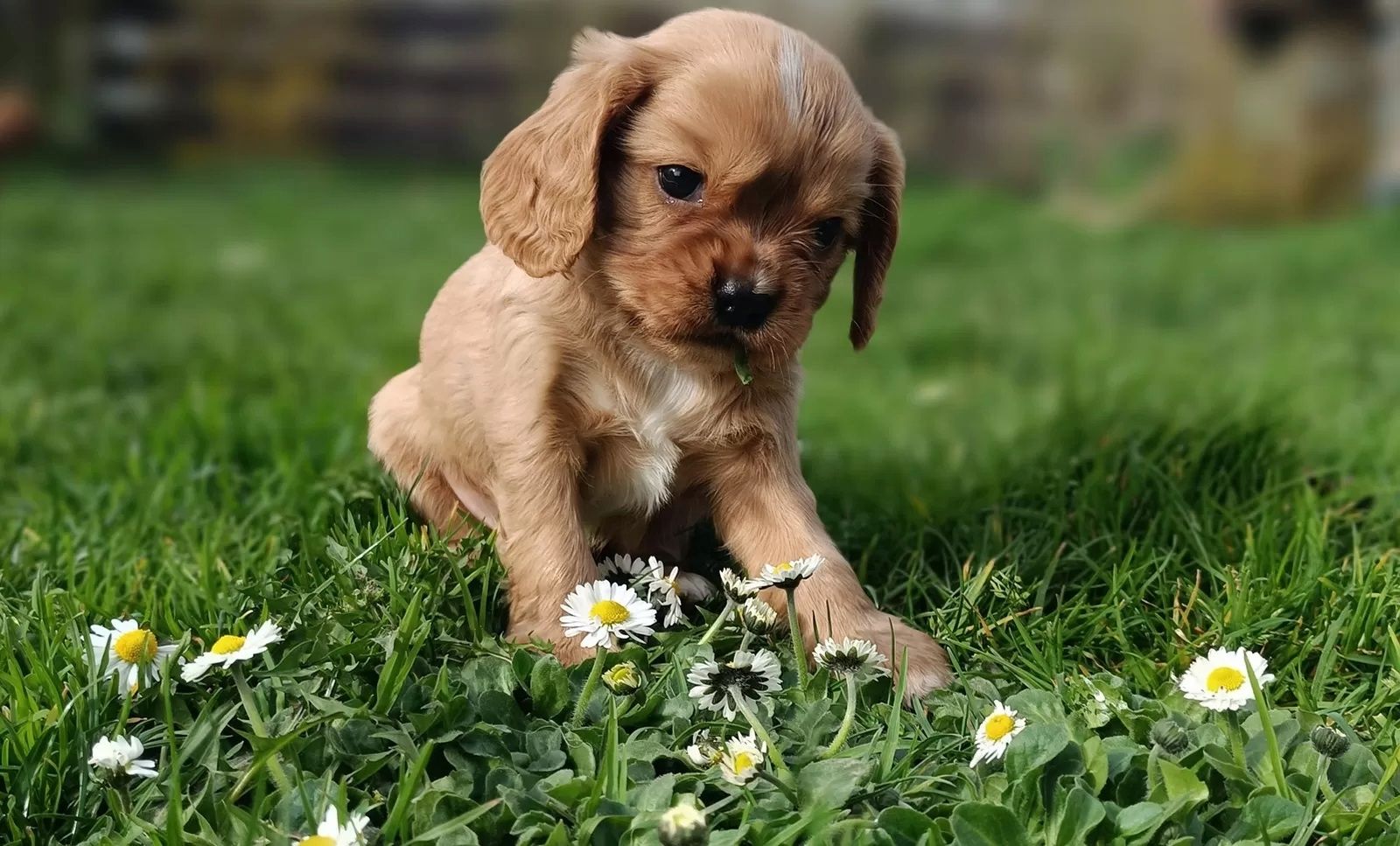 Traumhafte Cavalier King Charles Spaniel Traumhafte Cavalier King Charles Spaniel