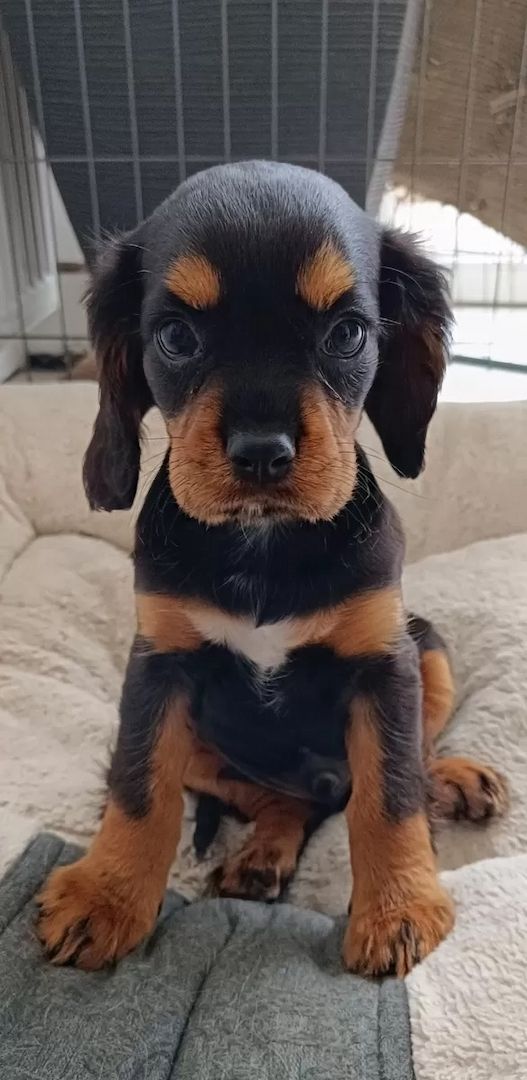 Traumhafte Cavalier King Charles Spaniel Traumhafte Cavalier King Charles Spaniel
