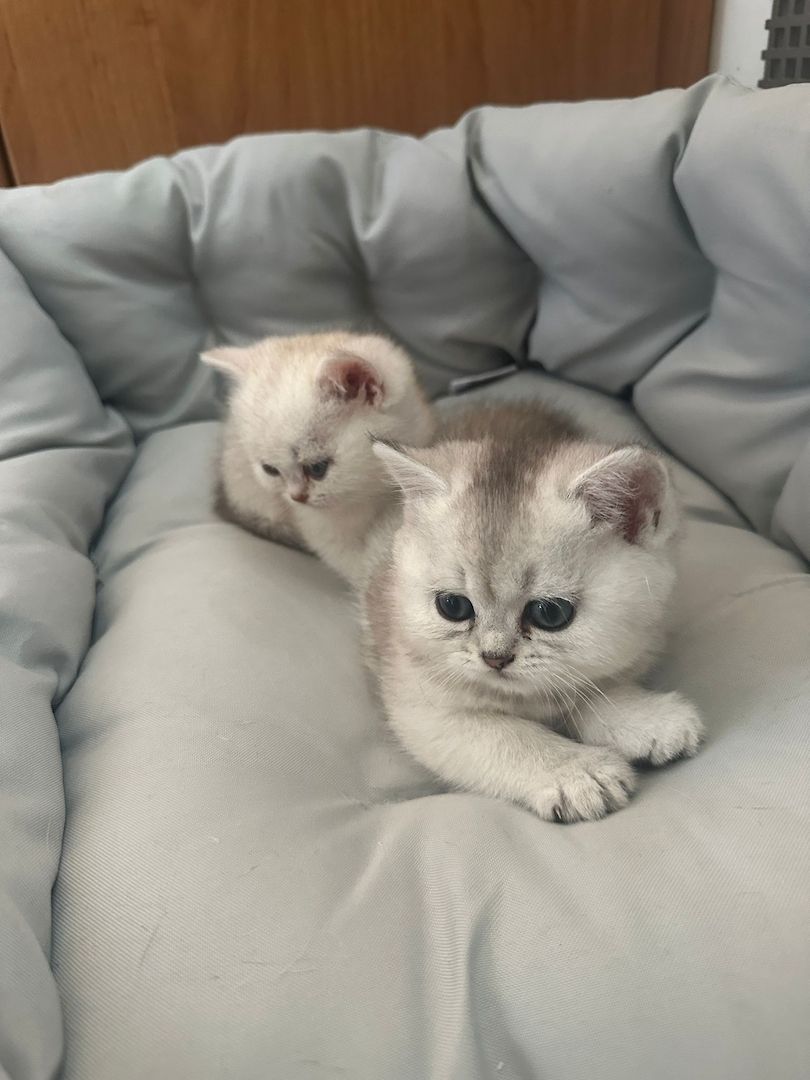 BKH Kitten Reinrassige Britisch Kurzhaar Silber,Cappuccino (mit Blauen Augen)Katzenbabys