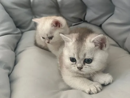 BKH Kitten Reinrassige Britisch Kurzhaar Silber,Cappuccino (mit Blauen Augen)Katzenbabys