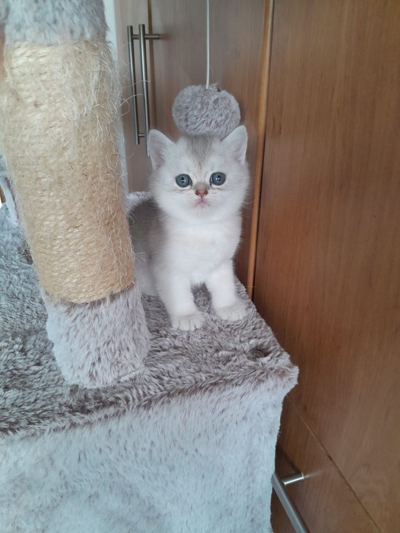 BKH Kitten Reinrassige Britisch Kurzhaar Silber,Cappuccino (mit Blauen Augen)Katzenbabys