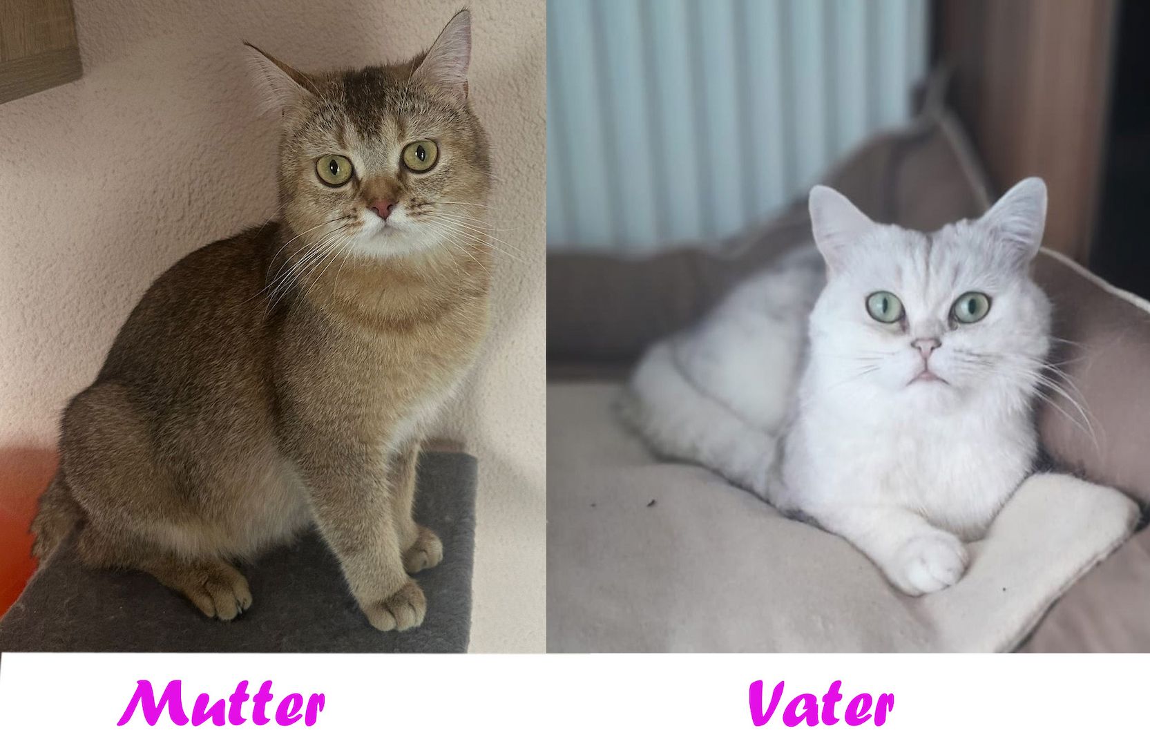 BKH Kitten Reinrassige Britisch Kurzhaar Silber,Cappuccino (mit Blauen Augen)Katzenbabys