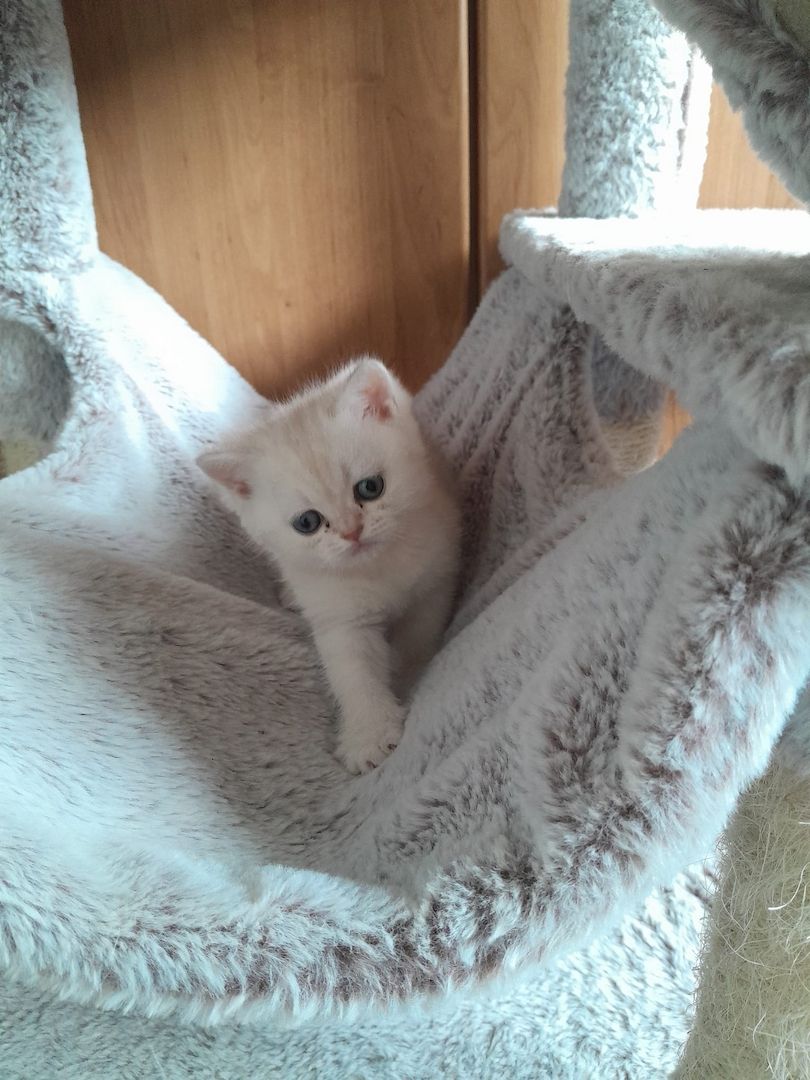 BKH Kitten Reinrassige Britisch Kurzhaar Silber,Cappuccino (mit Blauen Augen)Katzenbabys