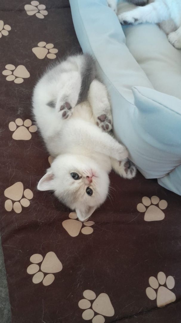 BKH Kitten Reinrassige Britisch Kurzhaar Silber,Cappuccino (mit Blauen Augen)Katzenbabys