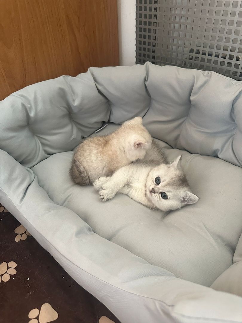 BKH Kitten Reinrassige Britisch Kurzhaar Silber,Cappuccino (mit Blauen Augen)Katzenbabys
