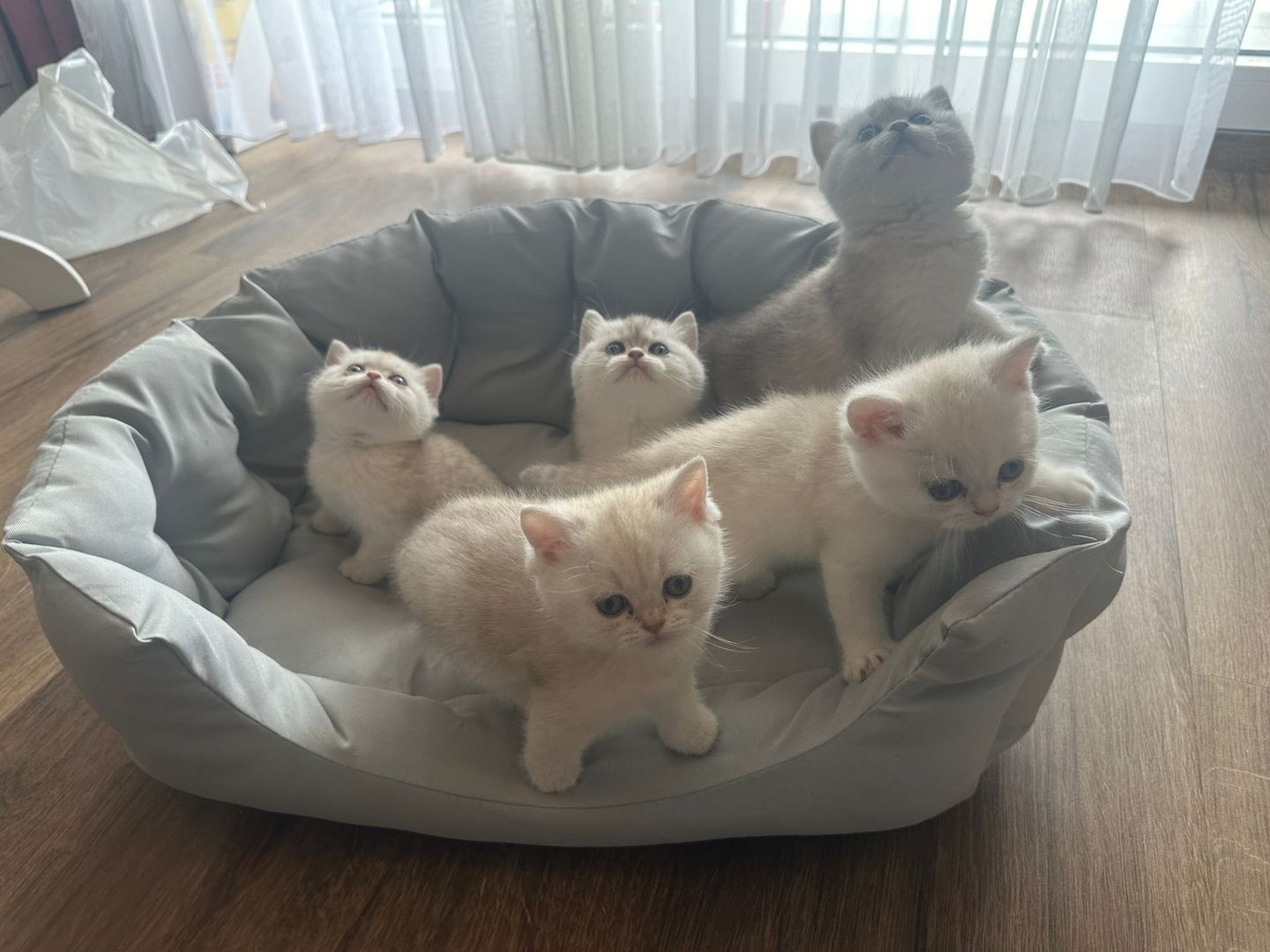 BKH Kitten Reinrassige Britisch Kurzhaar Silber,Cappuccino (mit Blauen Augen)Katzenbabys