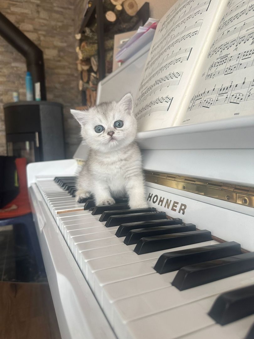 BKH Kitten Reinrassige Britisch Kurzhaar Silber,Cappuccino (mit Blauen Augen)Katzenbabys