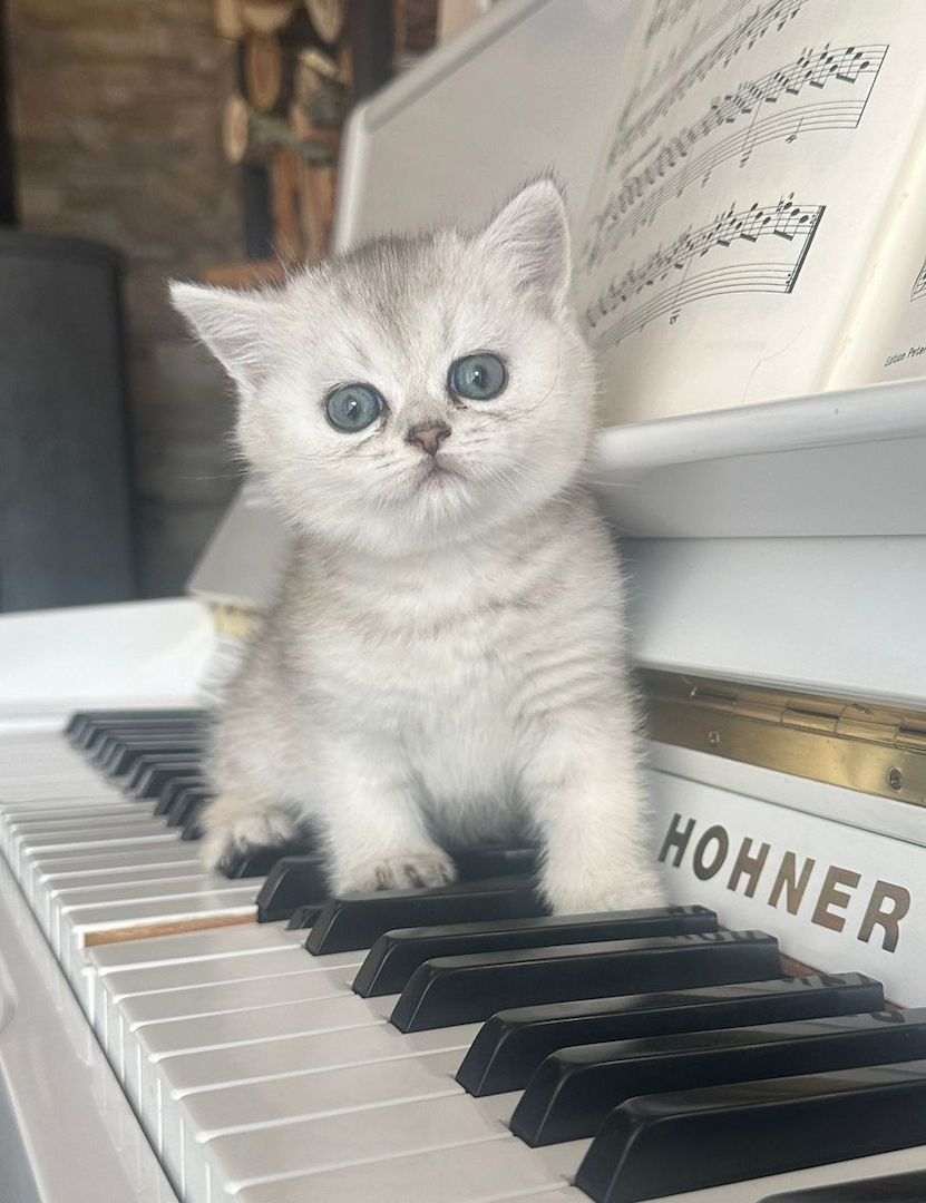 BKH Kitten Reinrassige Britisch Kurzhaar Silber,Cappuccino (mit Blauen Augen)Katzenbabys