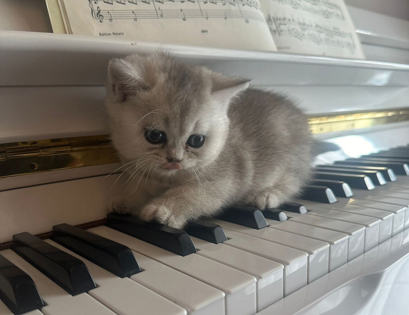 BKH Kitten Reinrassige Britisch Kurzhaar Silber,Cappuccino (mit Blauen Augen)Katzenbabys