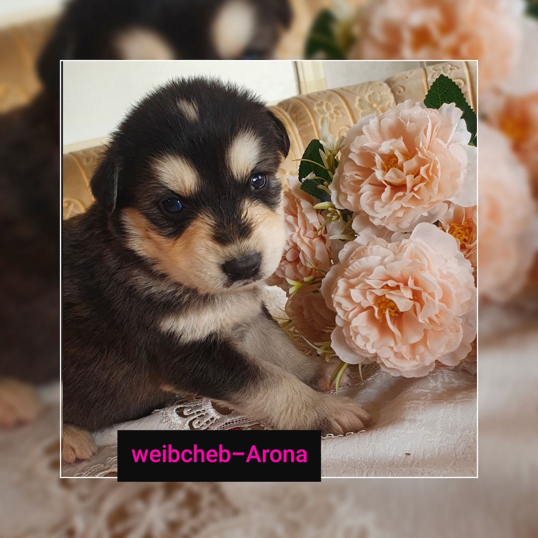 Husky-Goldenretriver welpen Husky-Goldenretriver welpen