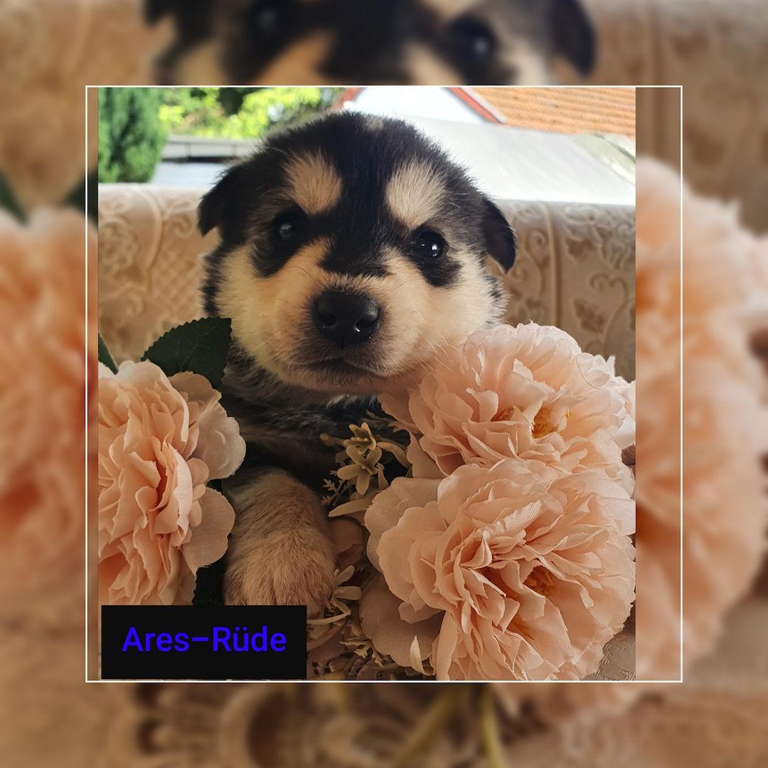 Husky-Goldenretriver welpen Husky-Goldenretriver welpen
