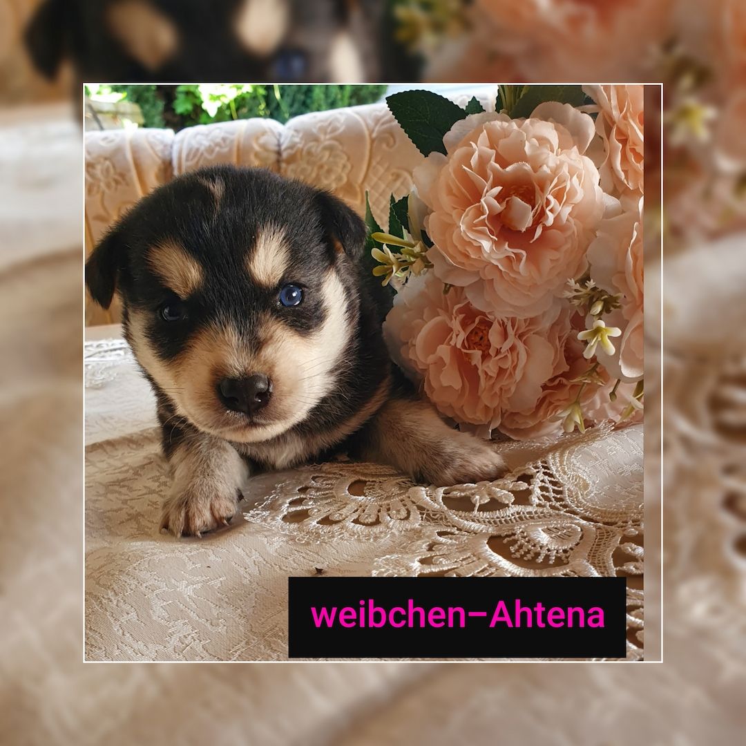 Husky-Goldenretriver welpen Husky-Goldenretriver welpen