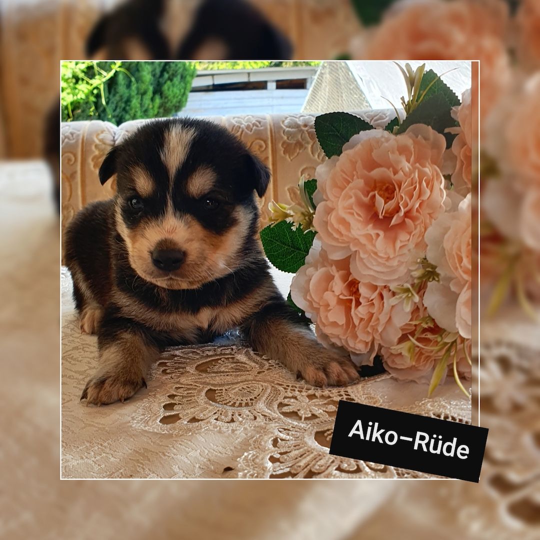 Husky-Goldenretriver welpen Husky-Goldenretriver welpen