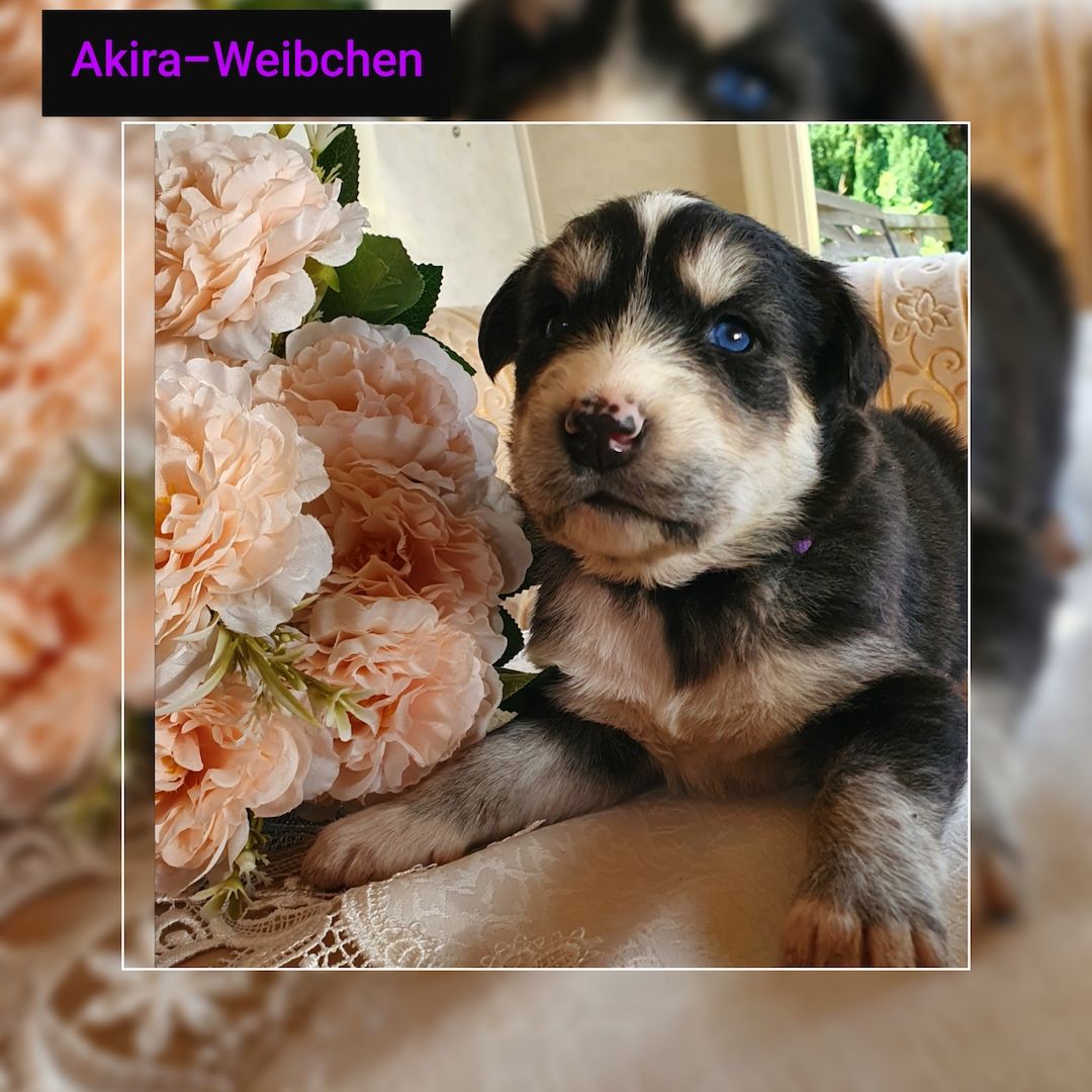 Husky-Goldenretriver welpen Husky-Goldenretriver welpen