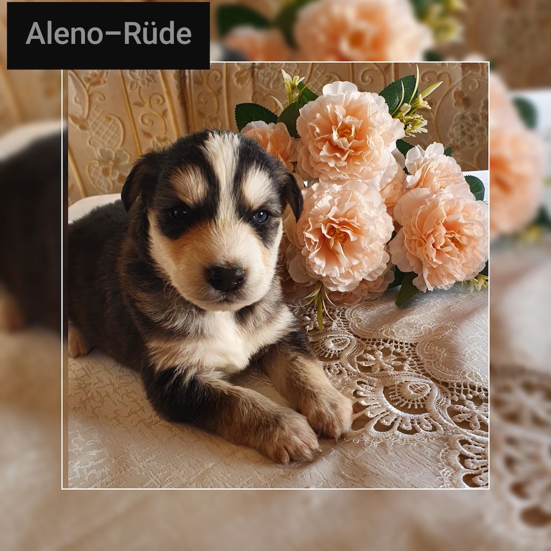 Husky-Goldenretriver welpen Husky-Goldenretriver welpen