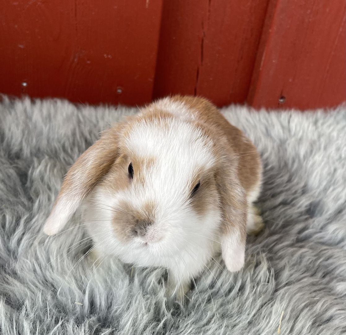 Minilop - Zwergwidder