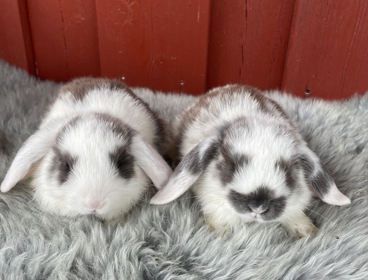 Minilop - Zwergwidder