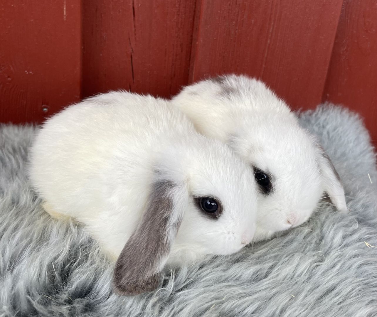 Minilop - Zwergwidder