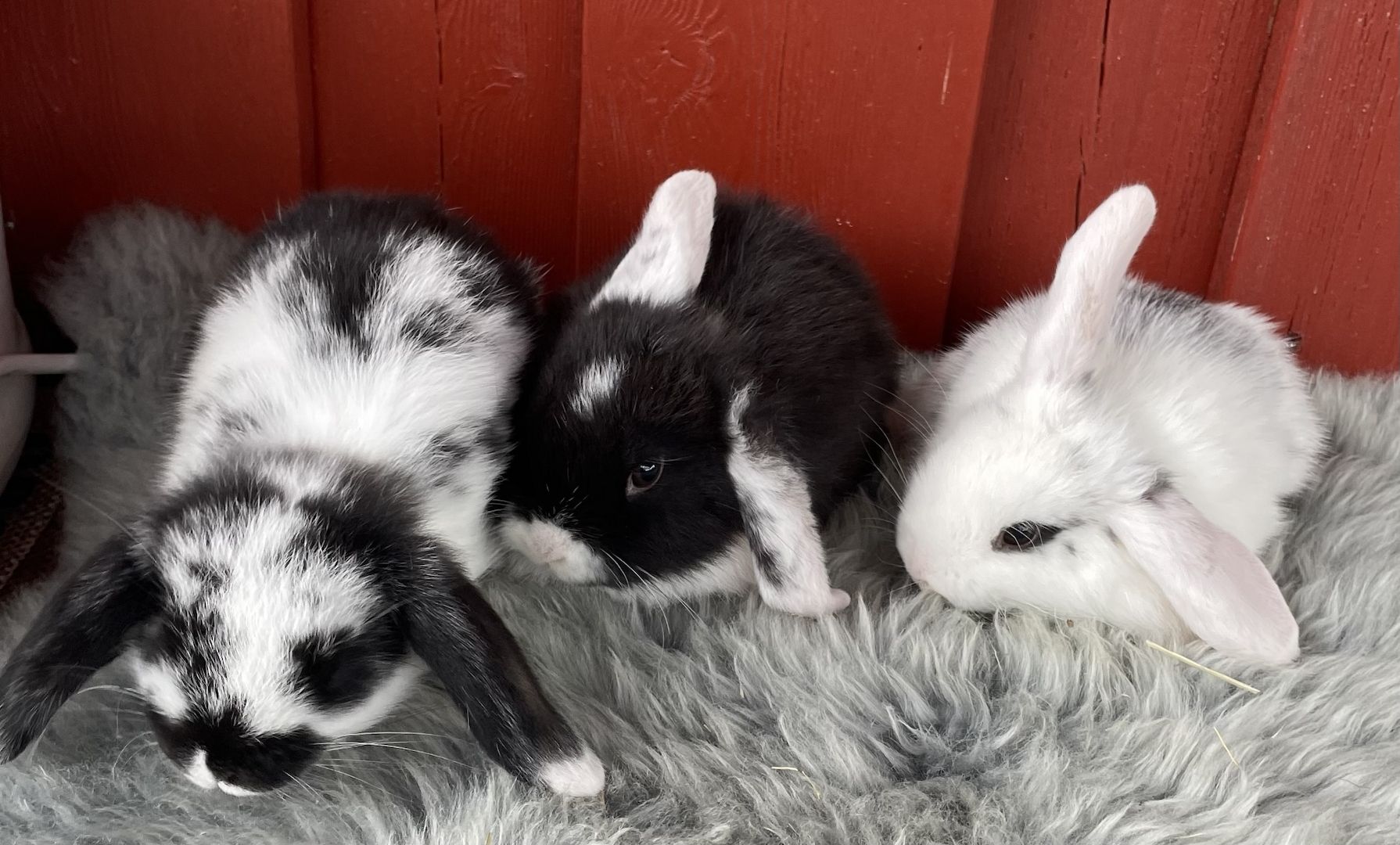 Minilop - Zwergwidder