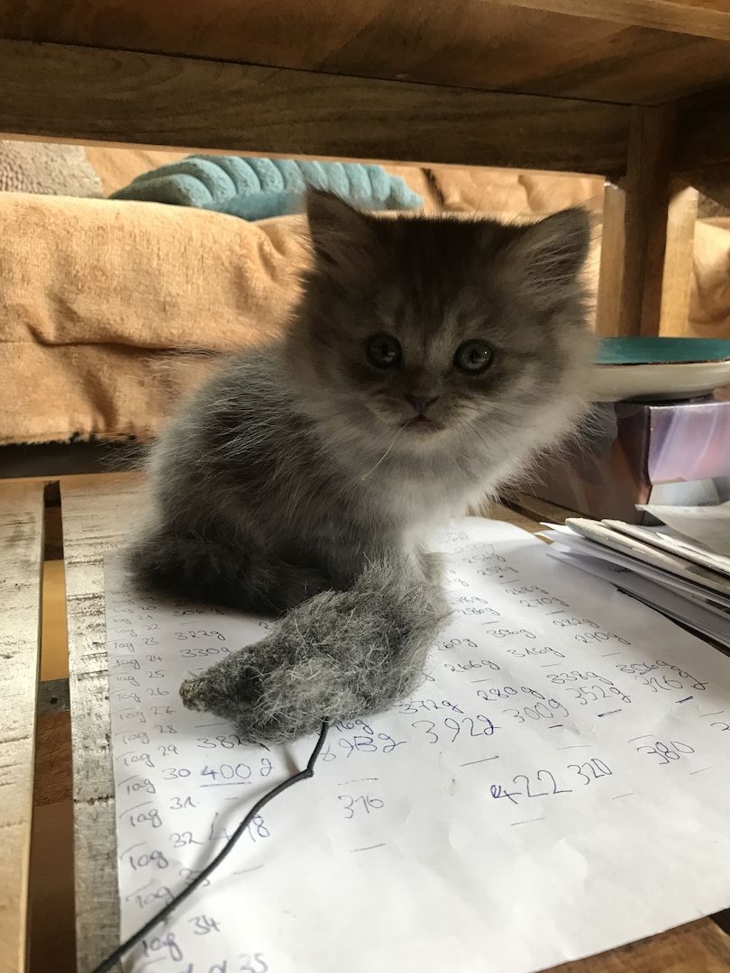 Britisch Langhaarkater Flocke