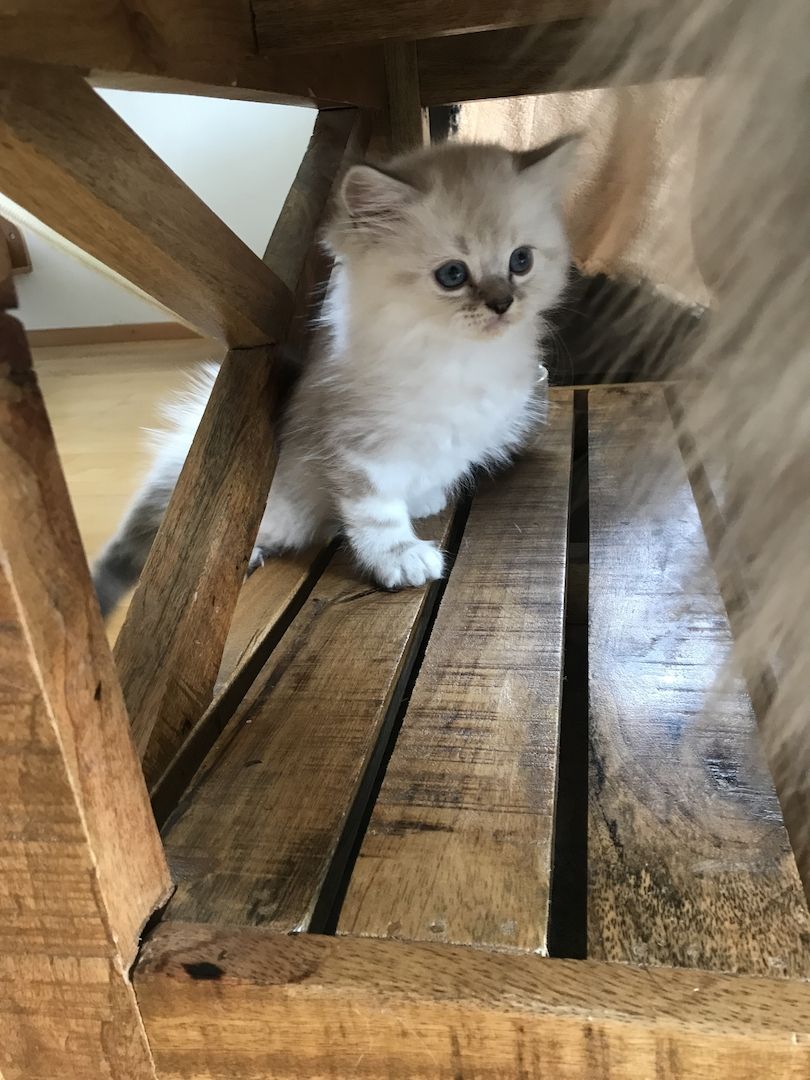 Britisch Langhaarkater Flocke