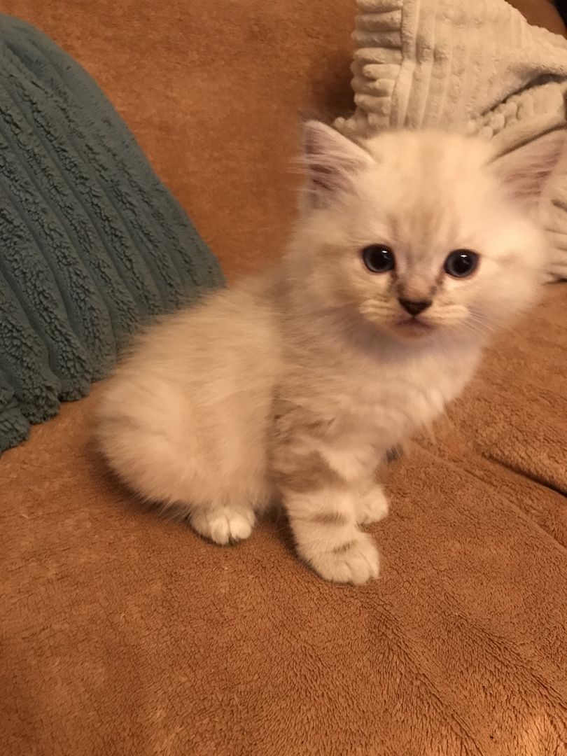 Britisch Langhaarkater Flocke