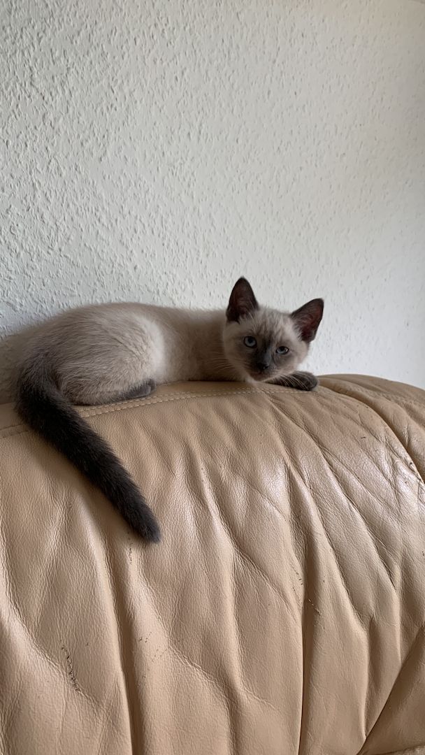 Siam Thai kitten alter typ