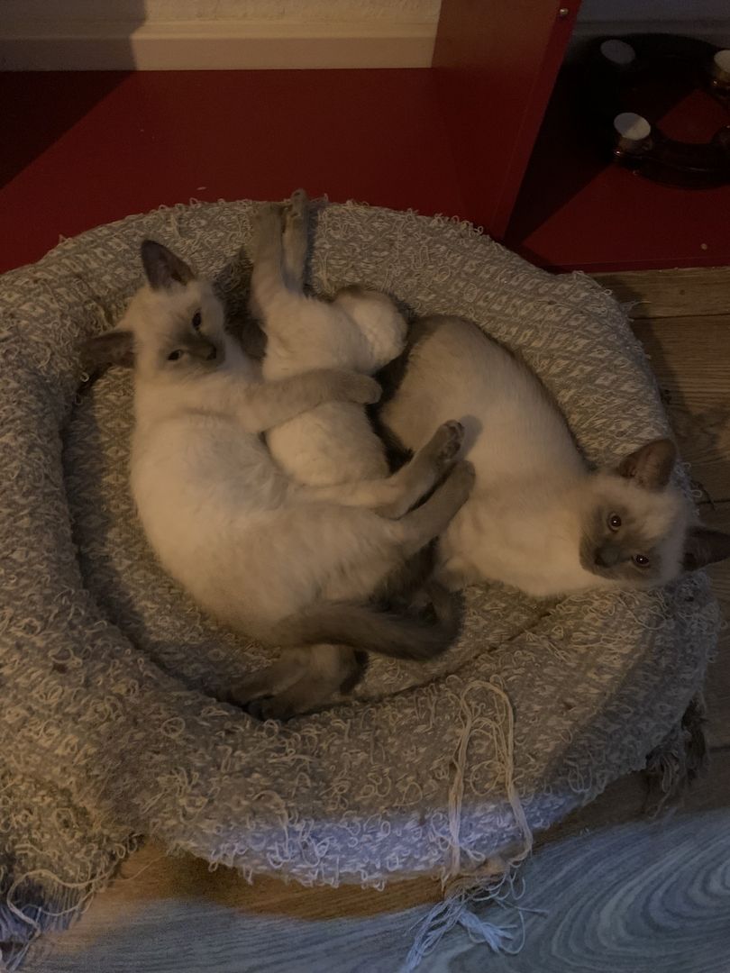 Siam Thai kitten alter typ