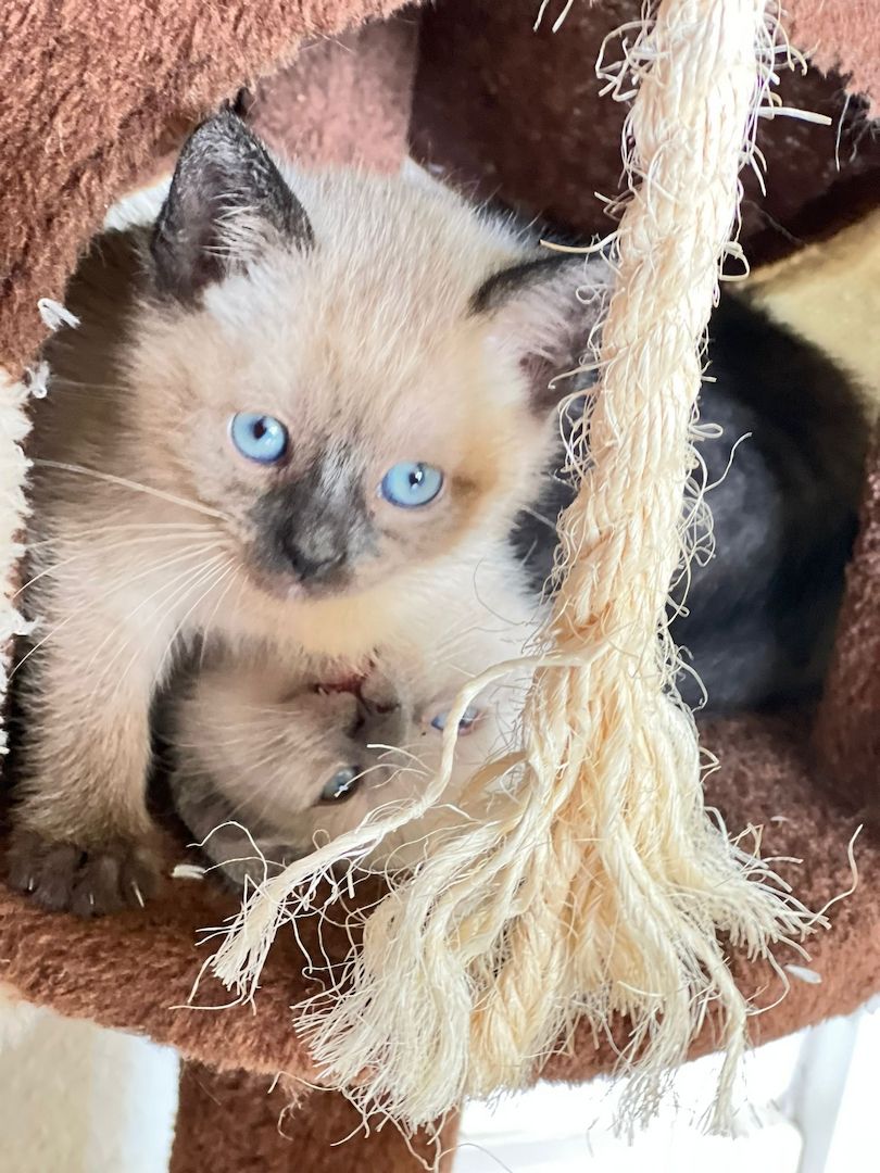 Siam Thai kitten alter typ