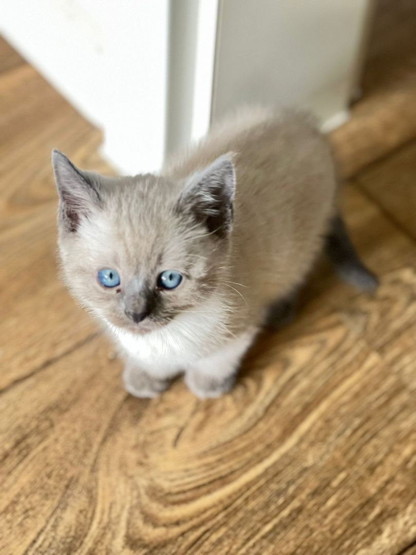 Siam Thai kitten alter typ