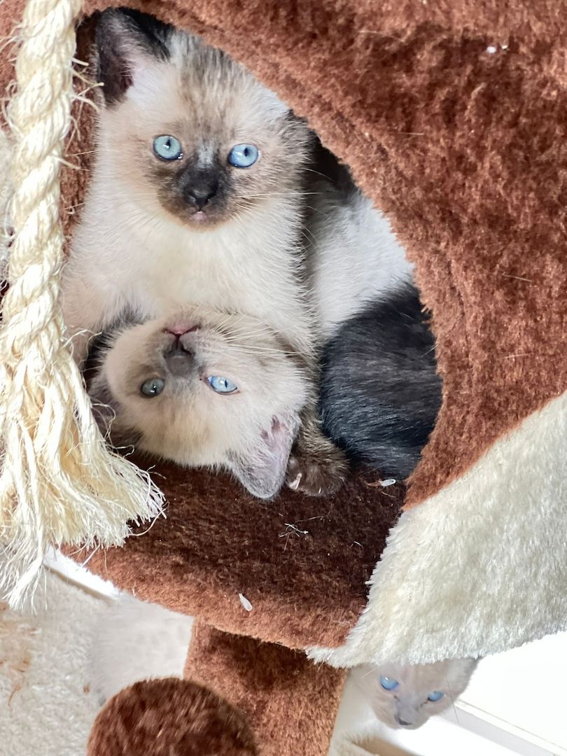 Siam Thai kitten alter typ