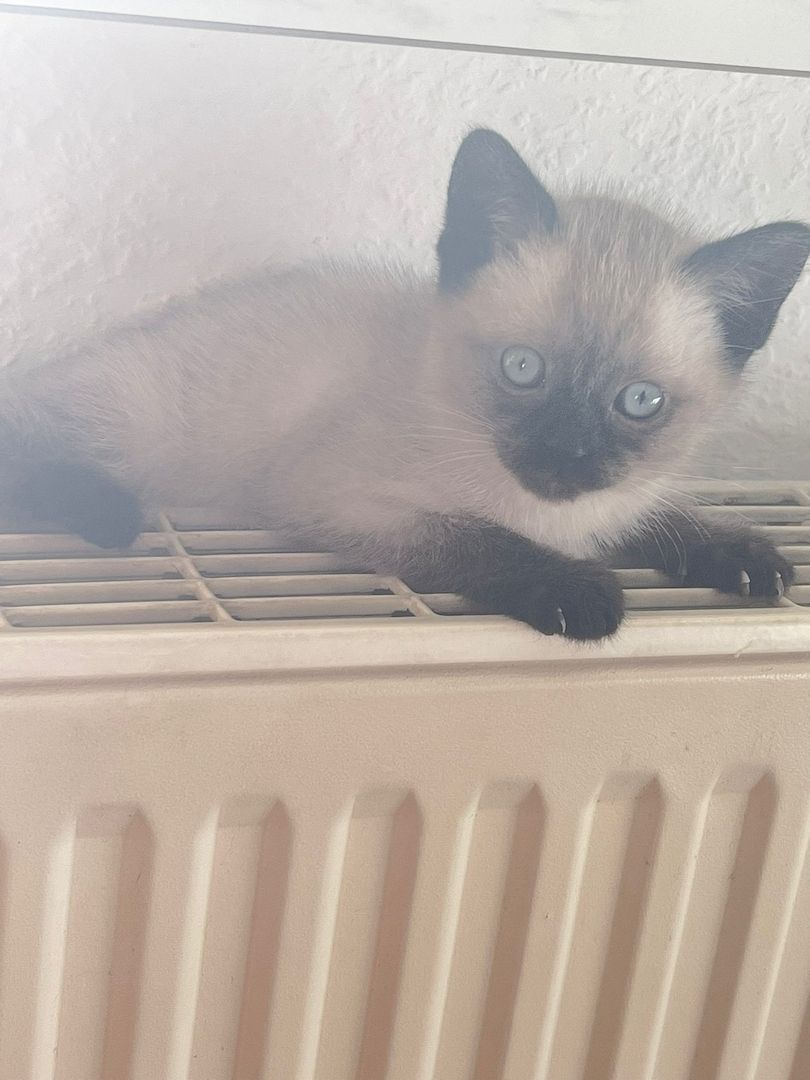 Siam Thai kitten alter typ
