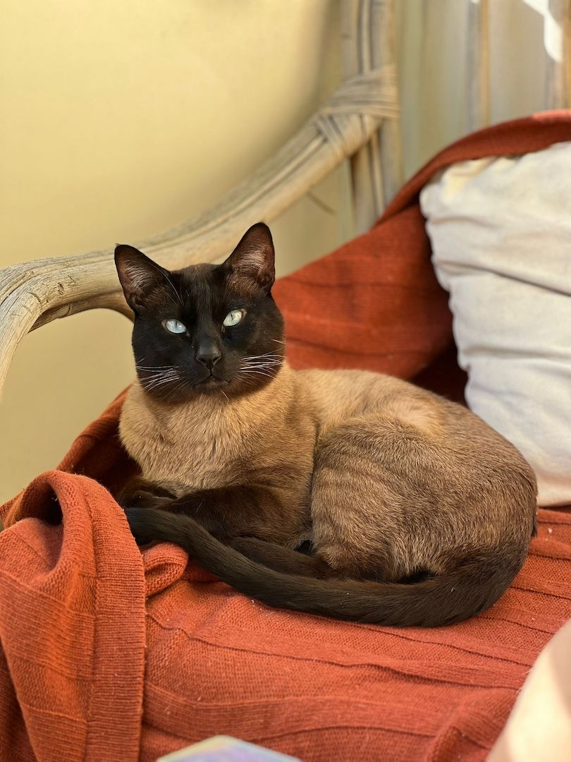 Siam Thai kitten alter typ