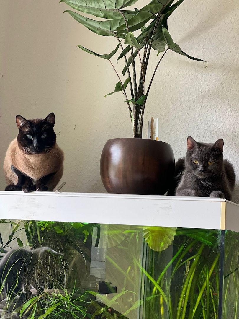 Siam Thai kitten alter typ